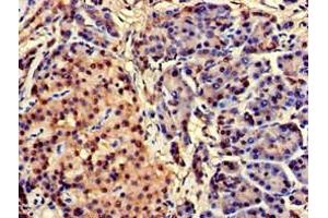 Immunohistochemistry of paraffin-embedded human pancreatic tissue using ABIN7147076 at dilution of 1:100 (CEBPA Antikörper  (AA 1-124))