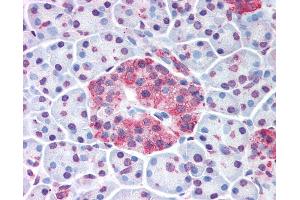 Anti-WNT10A antibody IHC of human pancreatic islet. (WNT10A Antikörper  (Internal Region))