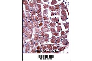 RGS9 Antibody immunohistochemistry analysis in formalin fixed and paraffin embedded human skeletal muscle followed by peroxidase conjugation of the secondary antibody and DAB staining. (RGS Antikörper  (N-Term))