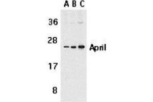 Western blot analysis of APRIL expression in Jurkat cells with AP30075PU-N APRIL antibody at 1 μg/ml (A), 2 μg/ml (B), and 4 μg/ml (C). (TNFSF13 Antikörper  (Extracellular Domain))