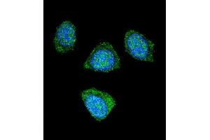 Confocal immunofluorescent analysis of PDE3B Antibody (Center) (ABIN655957 and ABIN2845343) with 293 cell followed by Alexa Fluor 488-conjugated goat anti-rabbit lgG (green). (PDE3B Antikörper  (AA 400-427))