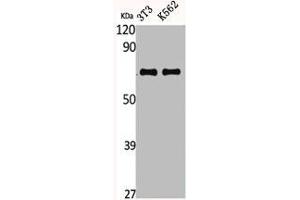 Western Blot analysis of NIH-3T3 K562 cells using CTPS Polyclonal Antibody (CTP Synthase Antikörper  (N-Term))