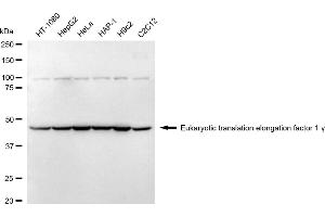 Western blotting analysis using Eukaryotic translation elongation factor 1 gamma antibody (ABIN7798500).