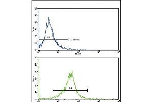 Flow cytometric analysis of K562 cells using CACNG5 Antibody (C-term)(bottom histogram) compared to a negative control cell (top histogram). (CACNG5 Antikörper  (C-Term))