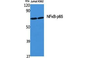 Western Blot (WB) analysis of specific cells using NFkappaB-p65 Polyclonal Antibody. (NF-kB p65 Antikörper  (Thr71))