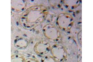 IHC-P analysis of Kidney tissue, with DAB staining. (GLUT1 Antikörper  (AA 251-329))