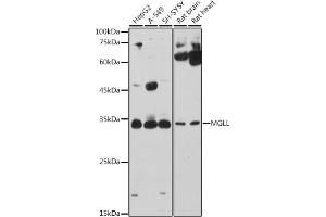 Western blot analysis of extracts of various cell lines, using MGLL antibody (ABIN6128306, ABIN6143823, ABIN6143824 and ABIN6222352) at 1:1000 dilution. (MGLL Antikörper  (AA 1-303))