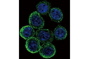 Immunofluorescence (IF) image for anti-Exostosin 2 (EXT2) antibody (ABIN3004162) (EXT2 Antikörper)