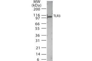 Image no. 1 for anti-Toll-Like Receptor 3 (TLR3) (AA 135-150) antibody (ABIN208623) (TLR3 Antikörper  (AA 135-150))
