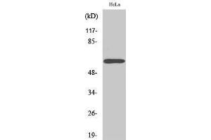 Western Blotting (WB) image for anti-Rabaptin, RAB GTPase Binding Effector Protein 2 (RABEP2) (Internal Region) antibody (ABIN3177089) (RABEP2 Antikörper  (Internal Region))