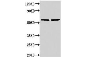Western Blot Positive WB detected in: 293 whole cell lysate, 293T whole cell lysate All lanes: NOP58 antibody at 3. (NOP58 Antikörper  (AA 1-529))