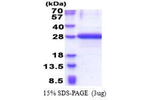 SDS-PAGE (SDS) image for Oligonucleotide/oligosaccharide-Binding Fold Containing 2A (OBFC2A) (AA 1-204) protein (His tag) (ABIN5853273)