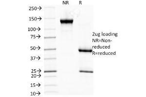 SDS-PAGE Analysis of Purified, BSA-Free HSP27 Antibody (clone G3. (HSP27 Antikörper)