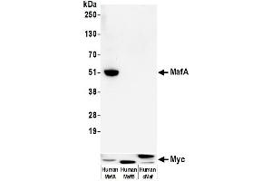 Western Blotting (WB) image for anti-Transcription Factor MafA (MAFA) (AA 125-175) antibody (ABIN7449538) (Rekombinanter MAFA Antikörper  (AA 125-175))
