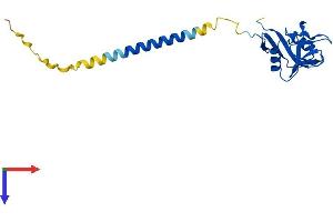CLEC2D Protein (AA 1-191) (His tag)