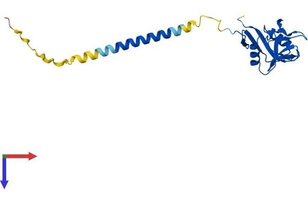 CLEC2D Protein (AA 1-191) (His tag)