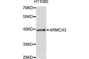 Western blot analysis of extract of HT1080 cells, using ARMCX3 antibody. (ARMCX3 Antikörper)