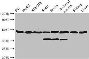 Western Blot Positive WB detected in: PC-3 whole cell lysate, HepG2 whole cell lysate, NIH/3T3 whole cell lysate, Rat heart tissue, Rat brain tissue, Rat skeletal muscle tissue, Mouse kidney tissue, Mouse liver tissue All lanes: Eno1 antibody, HRP conjugated at 0. (ENO1 Antikörper  (AA 2-433) (HRP))