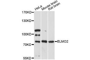 Western blot analysis of extracts of various cell lines, using ELMO2 antibody. (ELMO2 Antikörper)