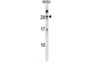 AZU1 Antibody (Center) western blot analysis in WiDr cell line lysates (35ug/lane).