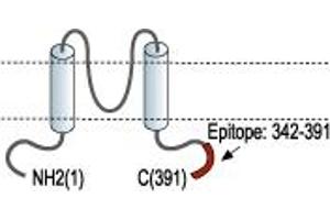 Representative domain view of the target of ABIN7236357. (Potassium Inwardly-Rectifying Channel, Subfamily J, Member 1 (KCNJ1) Peptid)