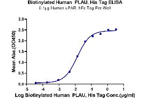 Immobilized Human uPAR, hFc Tag at 1 μg/mL (100 μL/well) on the plate. (PLAU Protein (AA 21-431) (His-Avi Tag,Biotin))