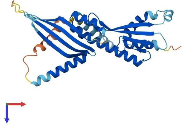 CENPP Protein (AA 1-288) (His tag)