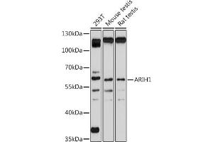 Western blot analysis of extracts of various cell lines, using  antibody (ABIN7265672) at 1:1000 dilution. (ARIH1 Antikörper  (C-Term))
