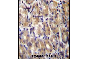 TOR1B Antibody (C-term) (ABIN656958 and ABIN2846143) immunohistochemistry analysis in formalin fixed and paraffin embedded human stomach tissue followed by peroxidase conjugation of the secondary antibody and DAB staining. (TOR1B Antikörper  (C-Term))