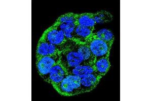 Confocal immunofluorescent analysis of WTIP Antibody (C-term) (ABIN655782 and ABIN2845217) with WiDr cell followed by Alexa Fluor 488-conjugated goat anti-rabbit lgG (green). (WTIP Antikörper  (AA 243-271))