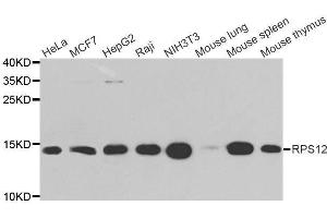 Western blot analysis of extracts of various cell lines, using RPS12 antibody. (RPS12 Antikörper  (AA 1-132))