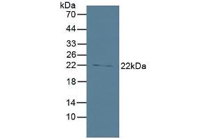 Figure. (BID Antikörper  (AA 1-195))