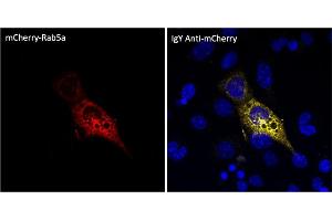Immunofluorescence (IF) image for Chicken anti-Chicken IgY antibody (DyLight 633) (ABIN7273054)