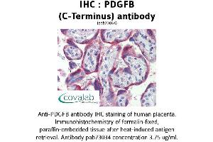 Image no. 2 for anti-Platelet Derived Growth Factor Subunit B (PDGFB) (C-Term) antibody (ABIN1737934) (PDGFB Antikörper  (C-Term))