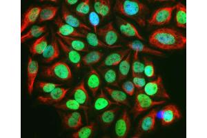 c-Fos staining in HeLa cells treated with 20% FBS for 2 hours following serum– starvation for 36 hours (green) using ABIN1842235, c-Fos localizes in nucleus in the stimulated HeLa cells. (c-FOS Antikörper)