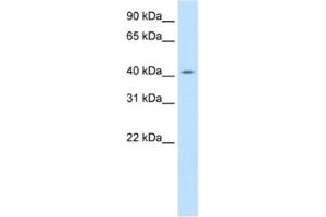 Western Blotting (WB) image for anti-Jun D Proto-Oncogene (JUND) antibody (ABIN2461753) (JunD Antikörper)