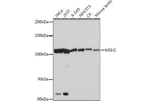 Western blot analysis of extracts of various cell lines, using MSH2 Rabbit mAb (ABIN7268547) at 1:1000 dilution. (MSH2 Antikörper)