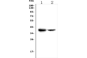 Western blot analysis of Fdps using anti-Fdps antibody (ABIN7599816).