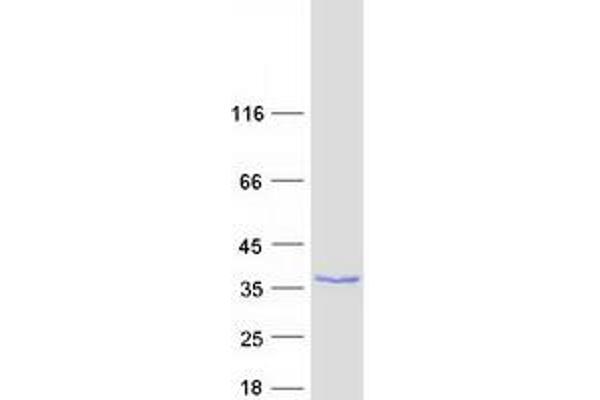 LYSMD1 Protein (Transcript Variant 1) (Myc-DYKDDDDK Tag)