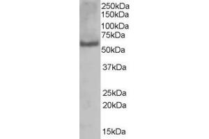 ABIN184855 (1µg/ml) staining of A431 lysate (35µg protein in RIPA buffer).