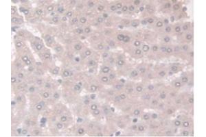 Figure. (Adiponectin Receptor 2 Antikörper  (AA 1-147))