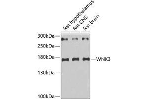 WNK3 Antikörper