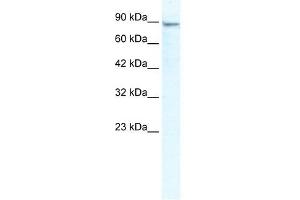 MCM4 antibody used at 2. (MCM4 Antikörper  (N-Term))
