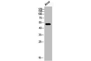 Western Blot analysis of A549 cells using Phospho-ATF-2 (S112) Polyclonal Antibody (ATF2 Antikörper  (pSer112))