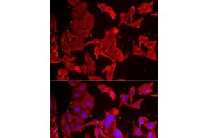 Immunofluorescence analysis of MCF7 cells using SMPX Polyclonal Antibody (SMPX Antikörper)