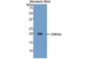 Western Blotting (WB) image for anti-Neurotensin (NTS) (AA 21-156) antibody (ABIN1859991) (Neurotensin Antikörper  (AA 21-156))