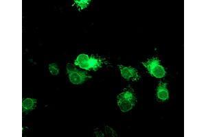 Anti-TPSG1 mouse monoclonal antibody (ABIN2455440) immunofluorescent staining of COS7 cells transiently transfected by pCMV6-ENTRY TPSG1 (RC222359). (TPSG1 Antikörper  (AA 20-283))