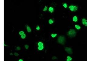 Immunofluorescence (IF) image for anti-Myocyte Enhancer Factor 2C (MEF2C) antibody (ABIN1499362) (MEF2C Antikörper)