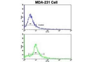 Flow Cytometry (FACS) image for anti-Nucleoporin 62kDa (NUP62) antibody (ABIN3003247) (NUP62 Antikörper)