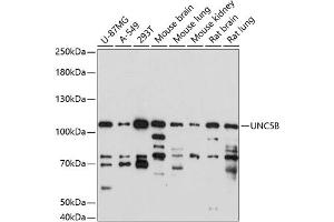 Western blot analysis of extracts of various cell lines, using UNC5B antibody (ABIN7268854) at 1:1000 dilution.